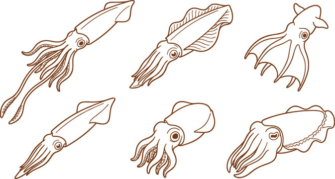 Minimalist Squid and Cuttlefish Line Art Collection with Cephalopod Marine Wildlife Outline Illustrations for Ocean Aquarium and Seafood Design