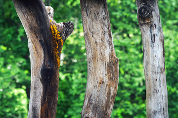 Obraz premium Small vibrant yellow jelly fungi, commonly known as Fan-shaped Jelly Fungus or Dacryopinax spathularia growing on old weathered wood. Jelly fungi sprouting from the cracks of aged, decaying wood.
