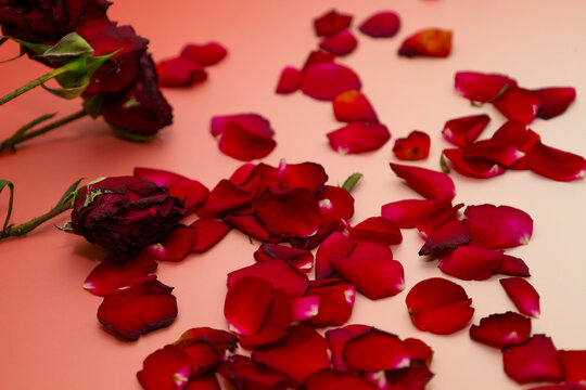 Wilted buds of dark roses and many fallen red petals create a dramatic still life on a delicate pink-beige surface with a soft gradient. This sensual composition symbolizes the fading of love, the fle