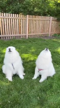 Two fluffy white Samoyed dogs sitting on green grass during a sunny afternoon while howling towards the sky in this charming animal motion clip that captures their expressive faces and thick coats as 
