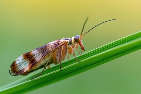 Brown scorpionfly with wings perched on a green blade of grass