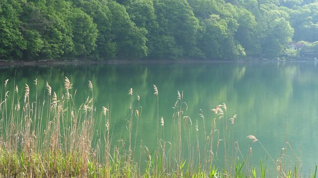 初夏の新緑が彩る湖と山の風景、静けさと爽やかさを感じる湖畔の自然景観