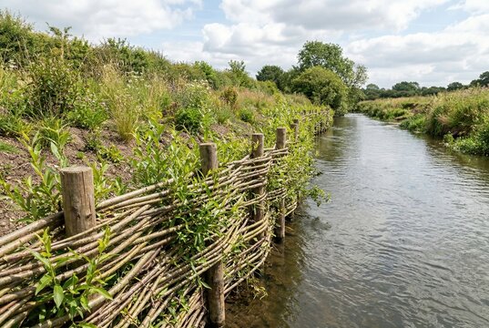 Natural riparian buffer zone restoration utilizing woven living willow fences