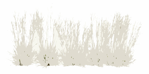dry meadow grass with golden beige tones on white background natural texture botanical seasonal landscape outdoor ecology environment nature plant vegetation © Pabitra