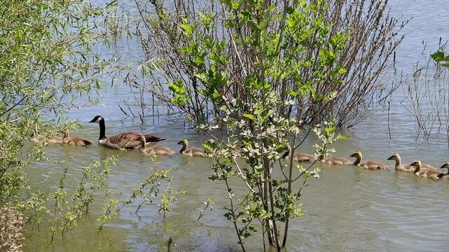 Canada geese swimming in a lake with a large line of goslings