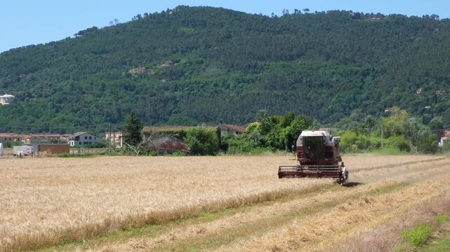 Combine harvester harvesting a golden grain field in rural Italy with green mountains in the background, concept of food production, sustainable agriculture and food security.