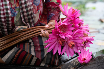 Fototapeta premium Water lilies in Siem Reap, Cambodia