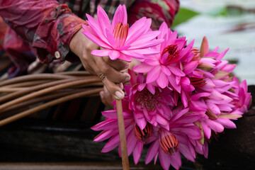 Obraz premium Water lilies in Siem Reap, Cambodia