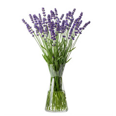 Fototapeta premium Fresh purple lavender flowers in a clear glass vase isolated on transparent background