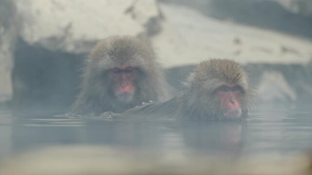 Two Japanese macaques (snow monkeys) soak peacefully in a thermal pool surrounded by rising steam during the winter season at Jigokudani Monkey Park in Nagano, Japan.