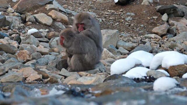 Two Japanese macaques (snow monkeys) sit close together on a rocky terrain during winter, engaging in grooming behavior along the edge of a flowing stream at the Jigokudani Monkey Park in Nagano.