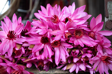 Obraz premium Water lilies in Siem Reap, Cambodia