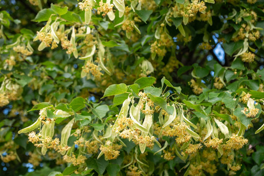 Close-up of blooming linden (Tilia) flowers and green leaves. Medicinal plant used for herbal tea, natural remedies and wellness, and an important nectar source for bees and honey.