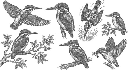 A black and white vector illustration of seven kingfishers in various poses flying perched on branches with leaves and berries © Yasir