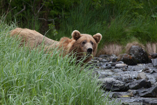 Blonde brown grizzly bear in Katmai, Alaska wilderness walking along the shoreline close by