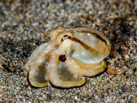 Mototi Octopus Resting on Sandy Seafloor in Anilao Philippines