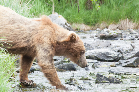 Blonde brown grizzly bear in Katmai, Alaska wilderness walking along the shoreline close by