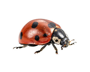 Fototapeta premium Red ladybug insect with black spots on white background isolated on a transparent background