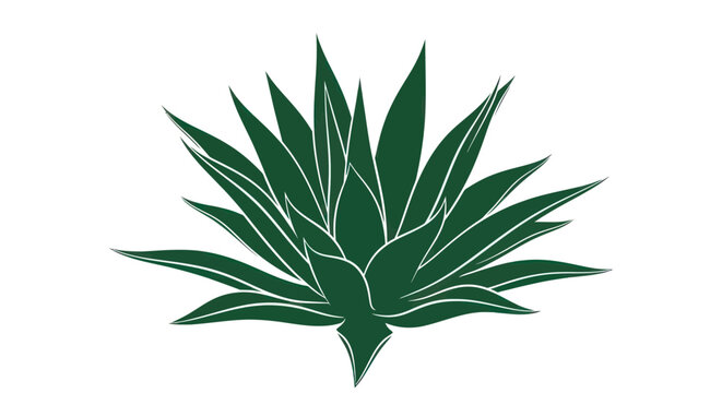 Dark green agave succulent plant with sharp pointed leaves