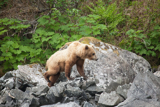 Blonde brown grizzly bear in Katmai, Alaska wilderness walking along the shoreline close by