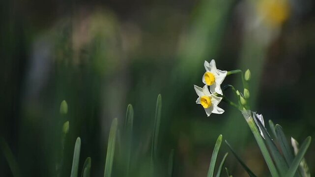 スイセンの花