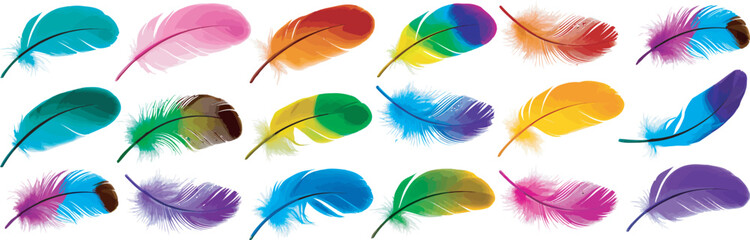 Colorful bird feathers collection, detailed vector illustration featuring exotic plumage in assorted shapes and bright natural colors, isolated for decorative and nature-themed designs. © dalim 