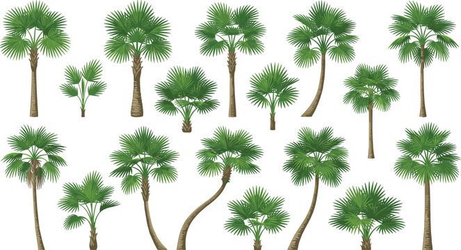 Tropical fan palm trees vector collection featuring realistic sabal palmetto botanical elements exotic jungle foliage and desert island greenery illustrations.