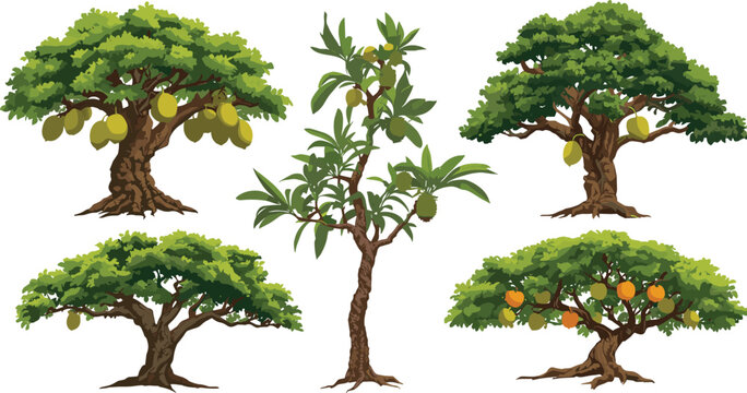 Tropical fruit trees vector set featuring realistic mango jackfruit citrus banyan and exotic jungle orchard botanical green foliage illustrations.