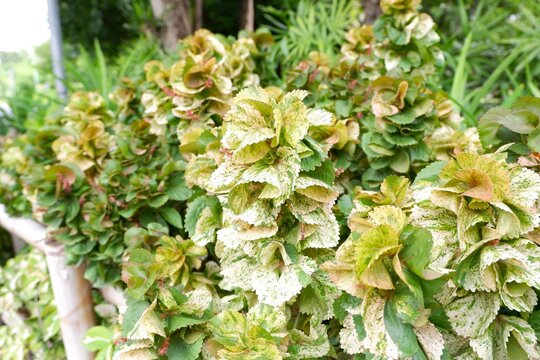 Close Up of Vibrant Acalypha wilkesiana Foliage
