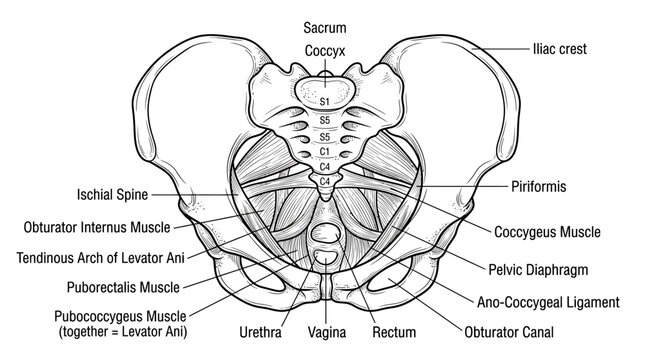 Anatomical Illustration of the Human Pelvic Floor Muscles and Bones