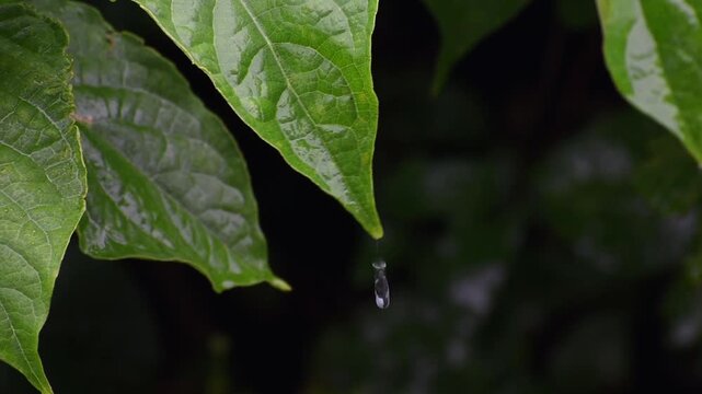 クサギの葉から雨水が滴る