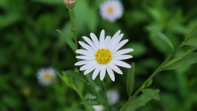 Beautiful white daisy flowers in garden