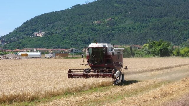 Combine harvester harvesting a golden grain field in rural Italy with green mountains in the background, concept of food production, sustainable agriculture and food security.