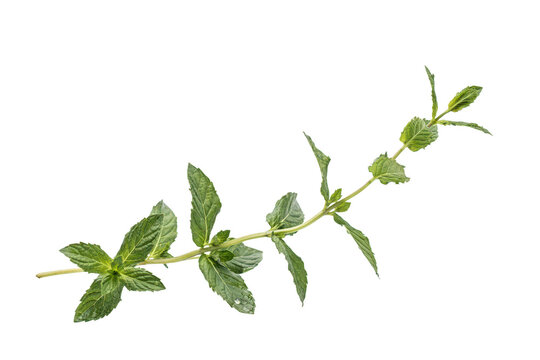 A fresh sprig of green mint with multiple textured leaves and a thin stem, isolated on a white background, for food and, drink use