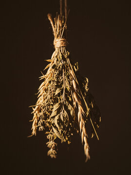 Dried herb bundle hanging against dark moody background