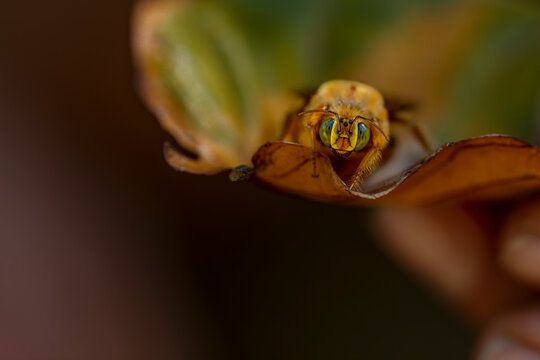 Xylocopa mordax en macro