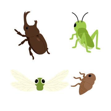 Insects set4