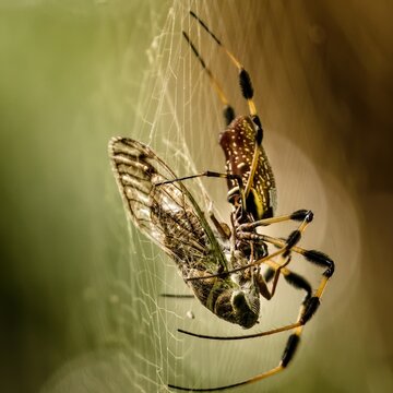 Macro close-up of spider capturing insect in web, detailed arachnid predation scene with natural background, wildlife behavior and nature photography concept