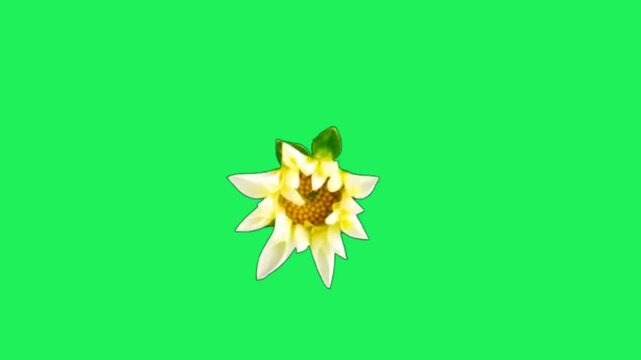 Realistic white flower on green background.	
