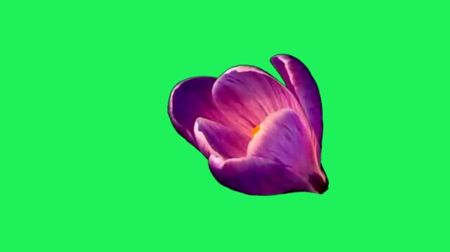 Realistic purple dahlia isolated on green background.	
