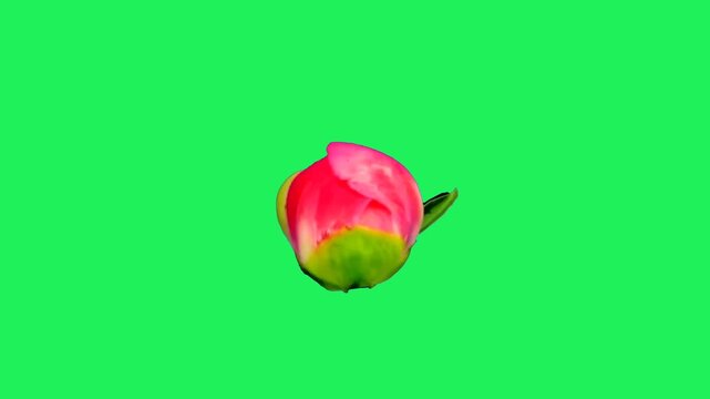 Realistic pink tulip isolated on green background.	
