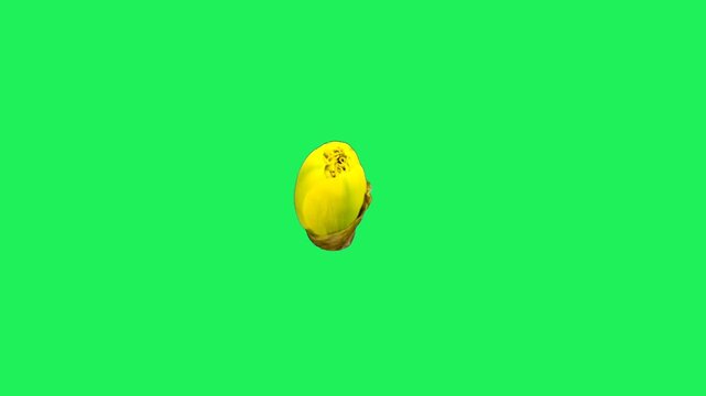 Realistic yellow tulip isolated on green background.	
