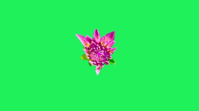 Realistic pink dahlia isolated on green background.	
