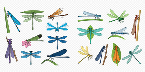 Collection of various colorful dragonflies and damselflies in different poses and colors, isolated on a white background. © Akun