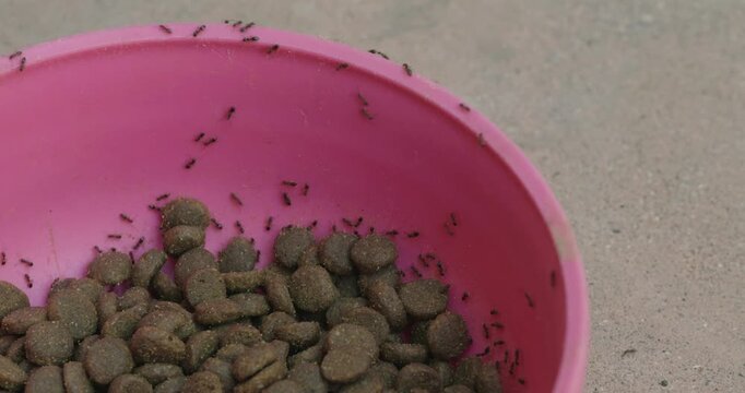 Black ants swarming a pink bowl of pet kibble