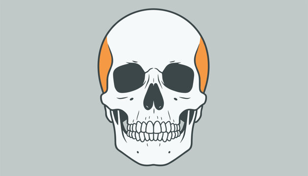 Front view illustration of a human skull with the temporal bone or temporalis muscle highlighted in bright orange.