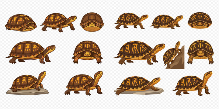 Set of vector illustrations featuring various box turtles in different poses and angles, showcasing their detailed shells and distinct features.