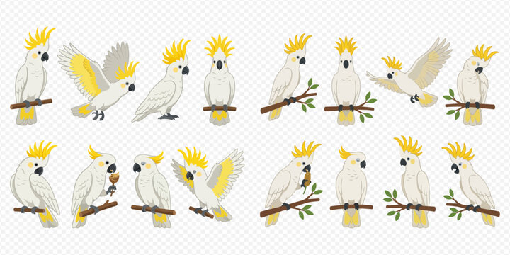 Set of cute cockatoo parrots in various poses and actions, cartoon style vector illustration.