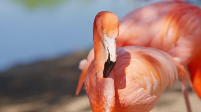 Caribbean flamingo preening pink feathers in slow motion