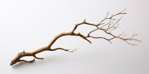 Fototapeta premium Dry tree branch isolated on white background